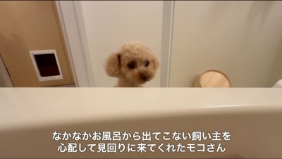 飼い主の浸かっている浴槽をのぞき込む犬