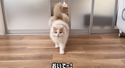 呼んだら来ます