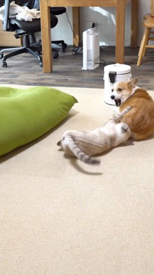 犬のお尻を前足で掴む猫