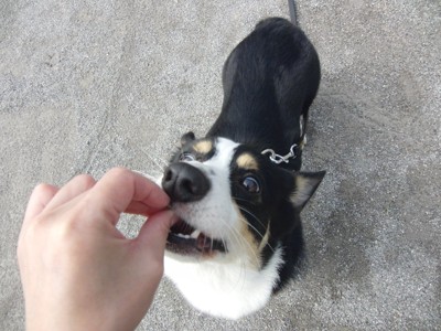 おやつを貰って食べる犬