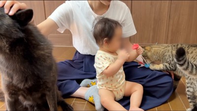 赤ちゃんの持っているおもちゃにじゃれつく猫