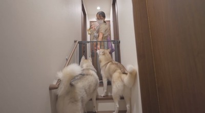 女性に抱っこされている赤ちゃんを見つめる2頭の犬