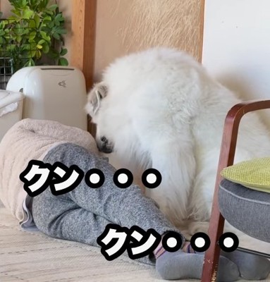 寝ているおじいちゃんに顔を近づける超大型犬