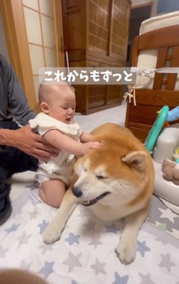 柴雄くんの頭を撫でる赤ちゃん