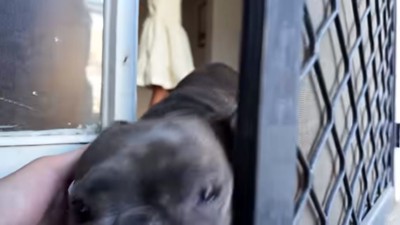 扉をこじ開けるフィッちゃん