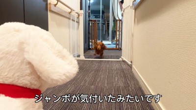 大型犬のぬいぐるみを見た三つ子ちゃん2