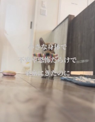 おもちゃで遊ぶ子犬