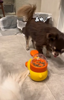 困惑するこげまる君