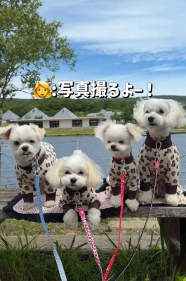 仲良しな小型犬の兄妹