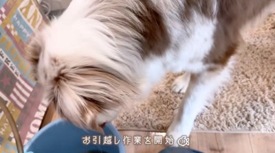 バケツに入った魚を見つめるオーストラリアン・シェパード