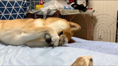 前足で自分の顔を擦る犬