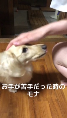 飼い主に頭を撫でられて舌を出す犬