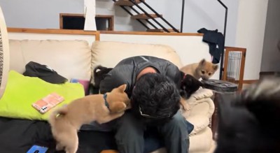 駆けつける犬4