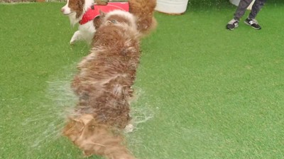 お姉ちゃん犬と黒い犬の間で体を震わせて水しぶきを飛ばす弟犬
