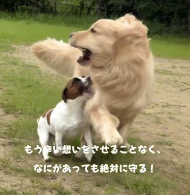 大きな犬と走る犬