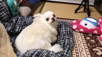 パパが先に寝ようとした時のコハクくん4