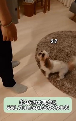 お父さんとの再会に戸惑うリロちゃん