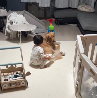 ベッドの近くにいる2匹の柴犬
