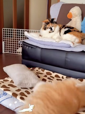 猫パンチをくらってコテンッ