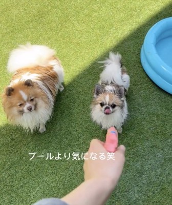 水鉄砲を見つめる2匹の犬