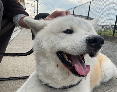 のんびり花見は好き♡