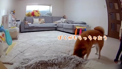 おもちゃで遊ぶうにくん