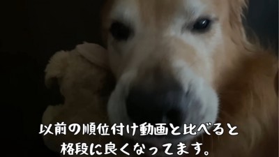 撫でられている犬