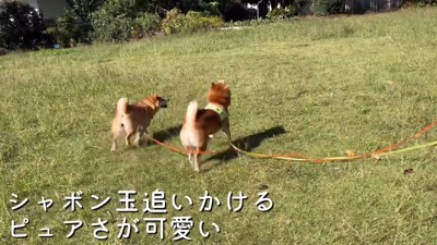 大興奮で追いかける♪