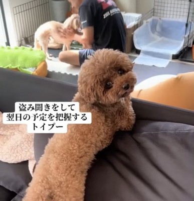 言葉を理解しているような犬
