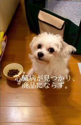 心臓病で商品にならない