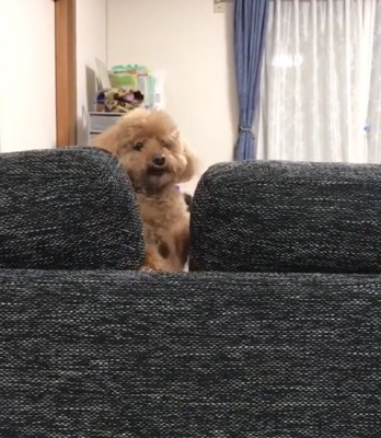 ソファの隙間から顔を出す犬