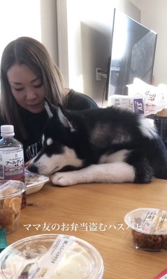お弁当を盗む豆蔵くん