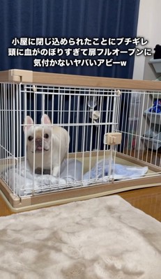 ケージに閉じ込められてブチギレ