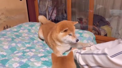 前足で選ぶ柴犬