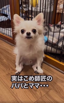 カメラ目線のこめくん