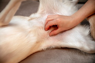 犬の乳腺チェック