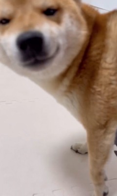 部屋に入っていく柴犬