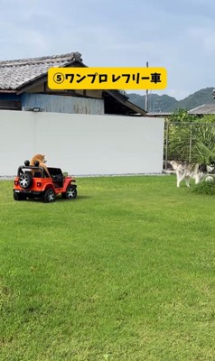 色々な乗り物に乗るおもち君6