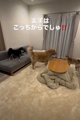 2匹の間に入ります