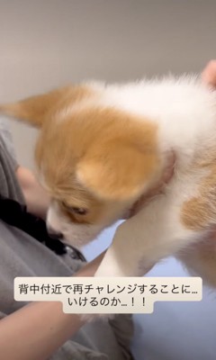子犬の背中に注射