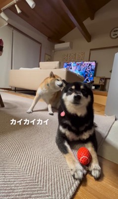 ボールを奪った陽ちゃんVS文句を言う春くん5