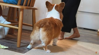 犬の後姿と男性の足