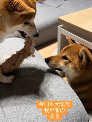 おもちゃが登場すると…