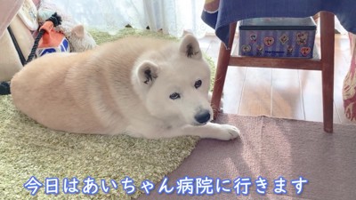 寝ぼけ眼のあいちゃん