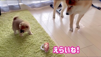 赤ちゃん犬を見つめる柴犬