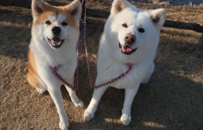 笑顔の秋田犬たち