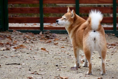 柴犬の後ろ姿