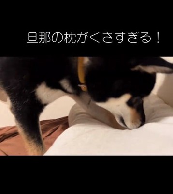 枕に鼻を押し付けるヨルちゃん3