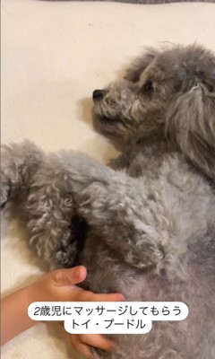 男の子にマッサージしてもらうグリィくん2