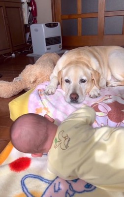 赤ちゃんを見つめるベルちゃん